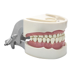 1560 Soft Gingival Model with 28 Removable Indexed Teeth and No Third Molars